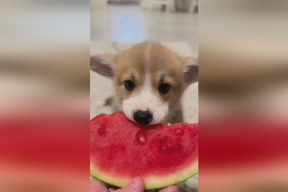 吃瓜娱乐小狗,小狗带你领略萌宠界的欢乐时光