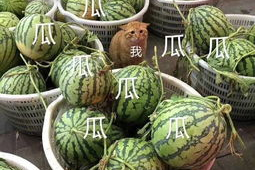 吃瓜娱乐头像,揭秘吃瓜娱乐头像背后的趣味世界