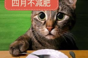 娱乐吃瓜酱猫打翻电视,娱乐圈风云再起