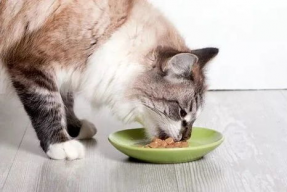 娱乐吃瓜猫咪视频,猫咪吃瓜视频大盘点