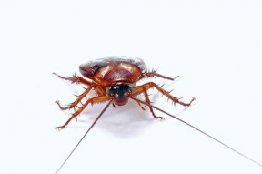 娱乐吃瓜酱蟑螂咬人,蟑螂咬人事件背后的惊人真相