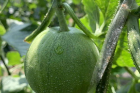 吃瓜的娱乐号,吃瓜群众视角下的明星幕后故事