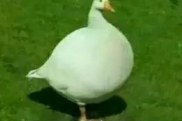 娱乐吃瓜鹅鸭,鹅鸭带你领略明星幕后故事