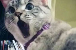 娱乐吃瓜酱猫糊糊,猫糊糊的吃瓜之旅