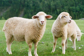 娱乐吃瓜酱讲羊羊