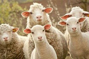 羊了个羊娱乐吃瓜大s,大S的跨界魅力与话题热度